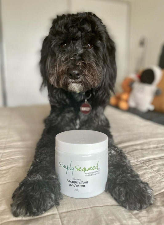 Simply Seaweed Dental supplement for dogs and cats