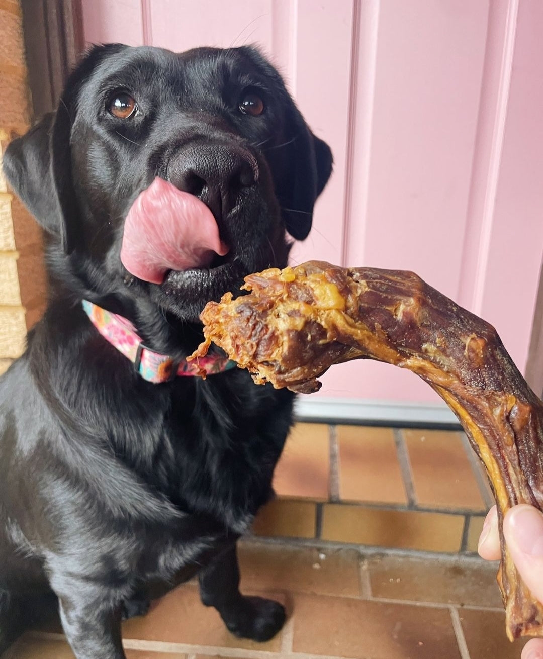 Dehydrated turkey necks for dogs