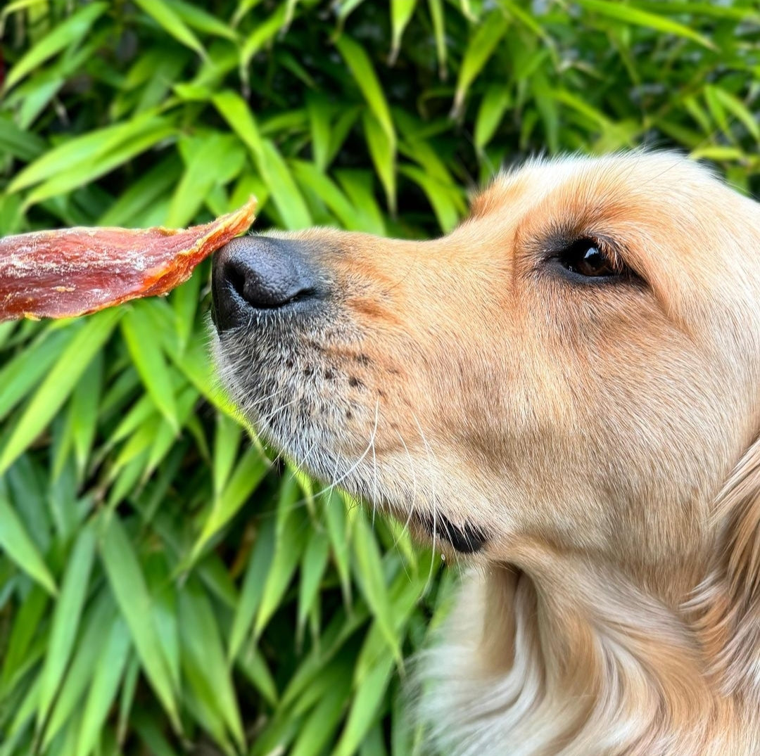 Snapper fillets dog treats