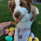 Dehydrated duck feet dog treats 