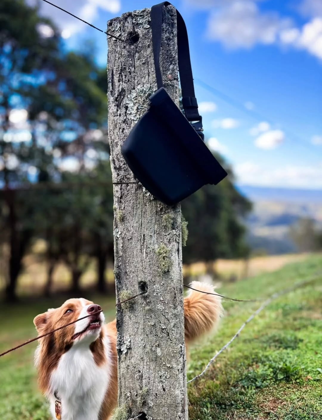 Voila pets dog treat pouch for training 