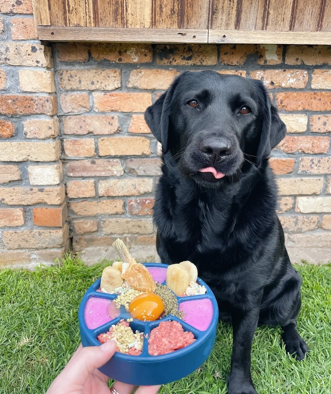 Freezbone freezwheel slow feeder bowl