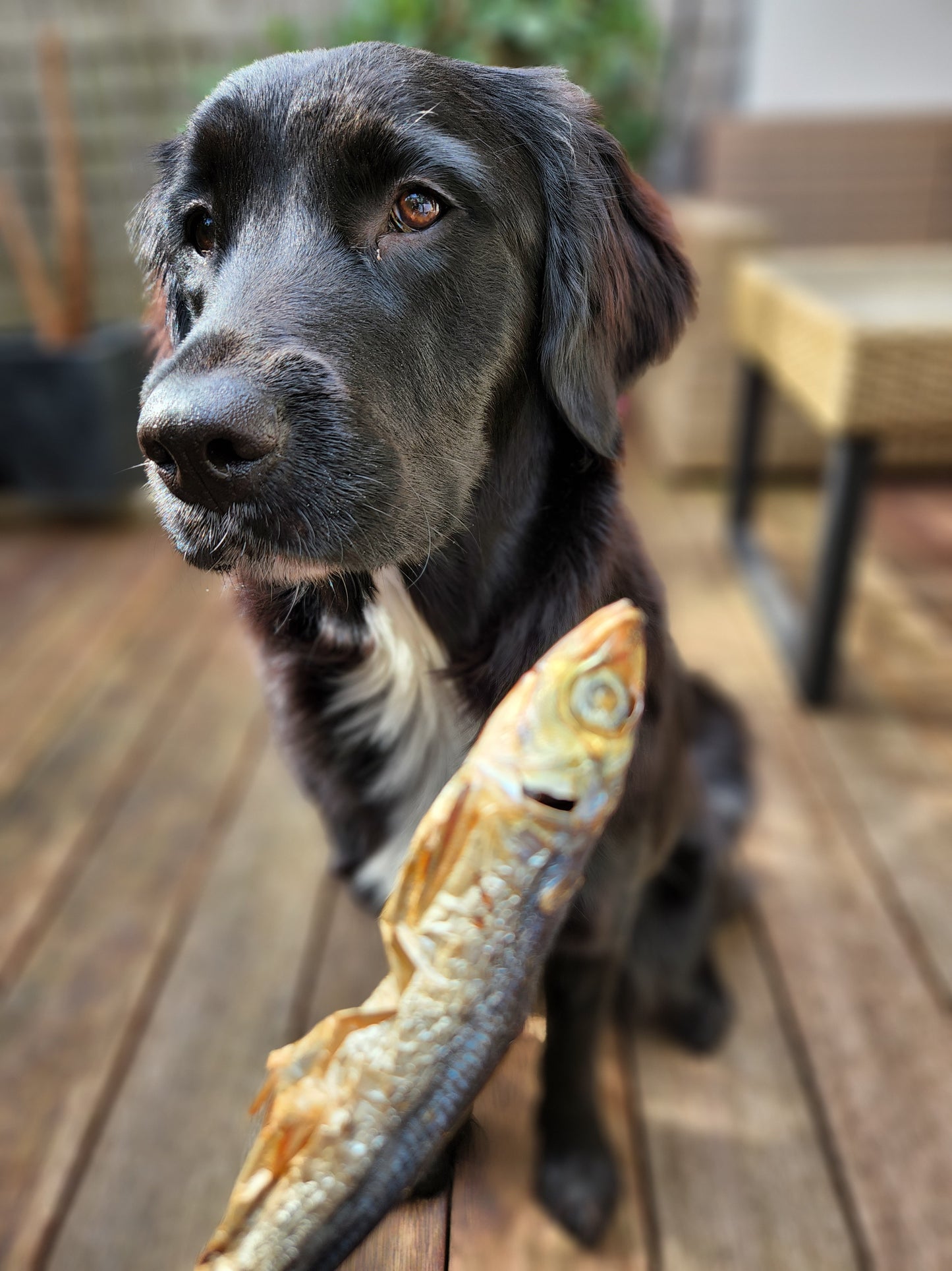 Pilchards Fish dog treats