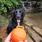 Sodapup WAG & Smile Floating Fetch Ball - Chew toy