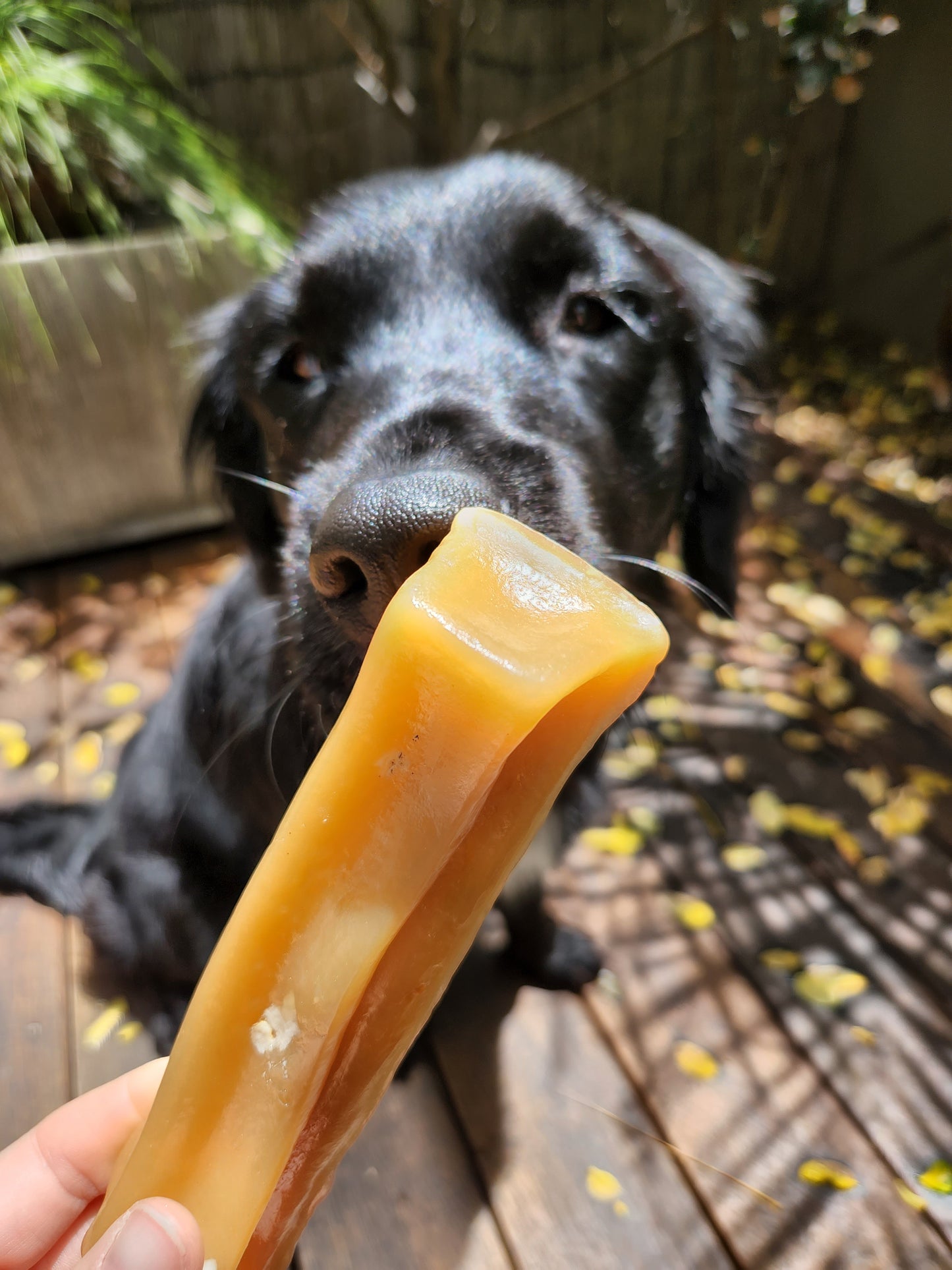 Bone marrow chews for dogs - Goats milk