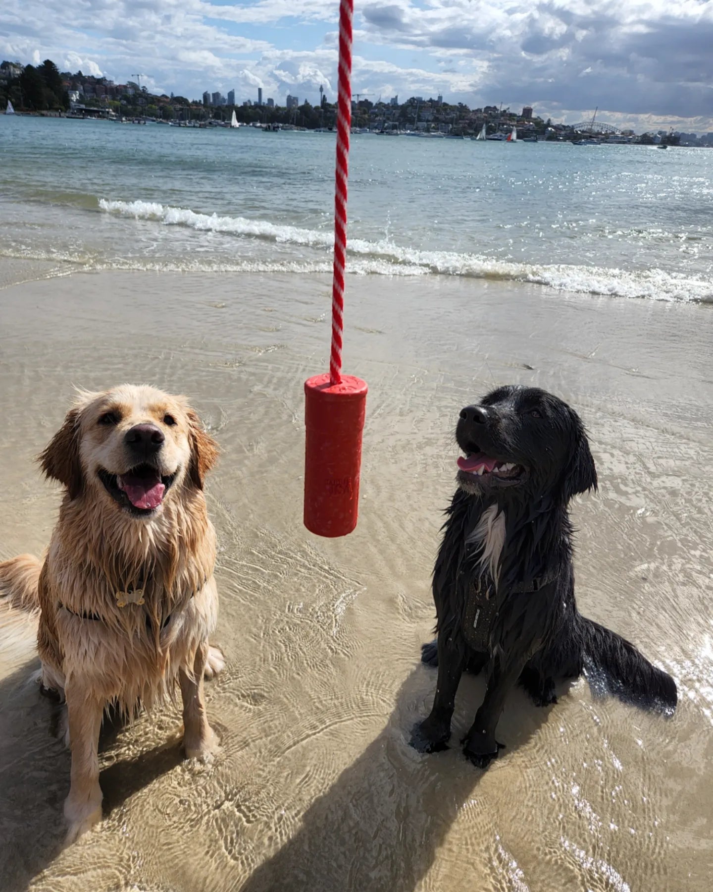 Sodapup Firecracker -Fetch water toy for dogs